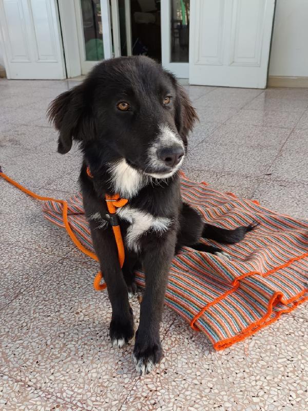 Ingrid cucciola mix Border 5 mesi Foto 5